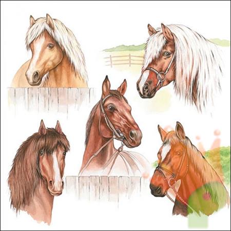 TOVAGLIOLI CAVALLI 33X33 CM 20 PZ