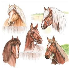 TOVAGLIOLI CAVALLI 33X33 CM 20 PZ