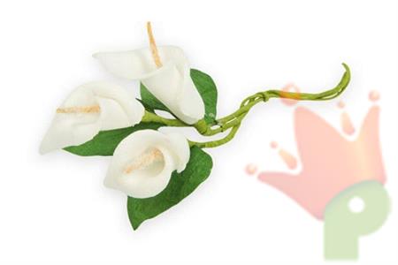 CALLA CON PISTILLO 144PZ