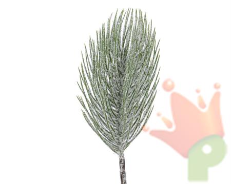 RAMO DI PINO VERDE GHIACCIATO