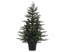 ALBERO GRANDIS IN VASO 90 CM