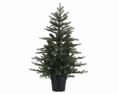 ALBERO GRANDIS IN VASO 90 CM