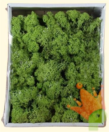MUSCHIO LICHENE VERDE 400GR
