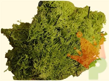 MUSCHIO LICHENE VERDE 50GR