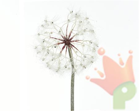 FIORE SOFFIONE 90CM BIANCO