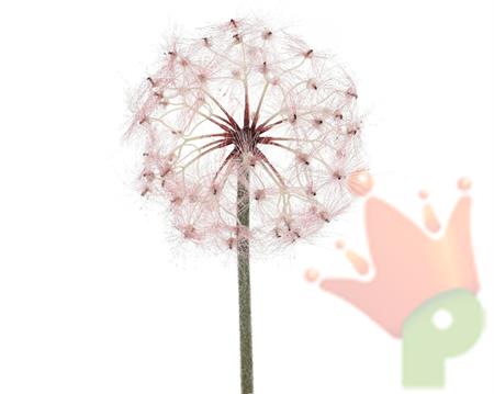 FIORE SOFFIONE 90CM ROSA