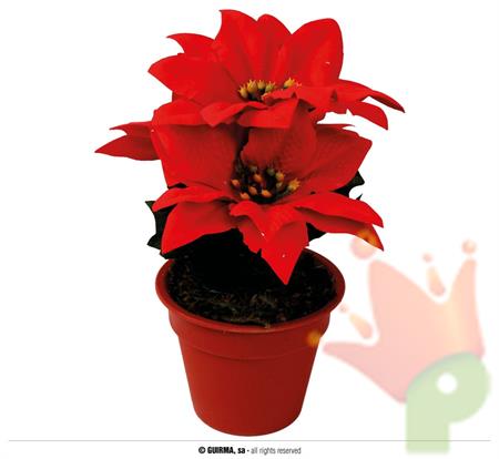 STELLA DI NATALE IN VASO 15CM