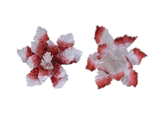 STELLA DI NATALE CON CLIP 27 CM BIANCO/ROSSO