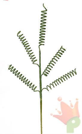 RAMO RICCI VERDI 74 CM