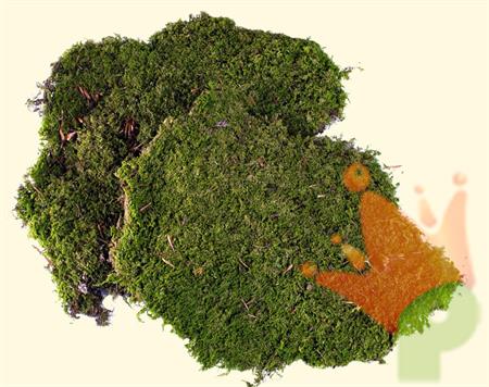 MUSCHIO NATURALE A TAPPETO 350 GR