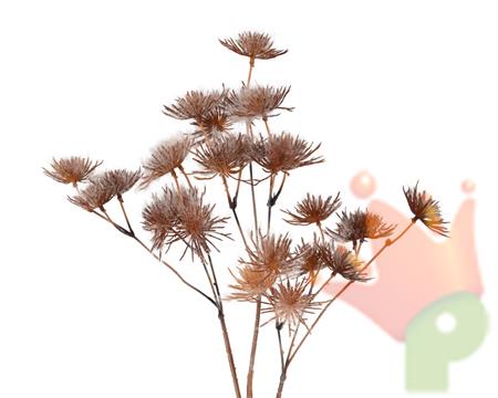 ALLIUM SU STELO H.75 CM NATURALE