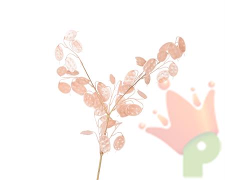 RAMO SILVER DOLLAR EFFETTO SPRAY ROSA H.76 CM