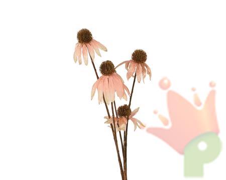 FIORE ECHINACEA ROSA SU STELO H.92X9X3 CM