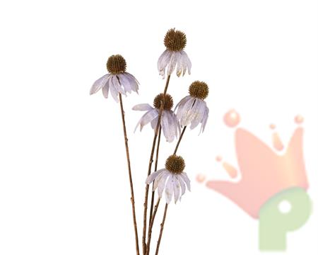 FIORE ECHINACEA LILLA SU STELO H.92X9X3 CM
