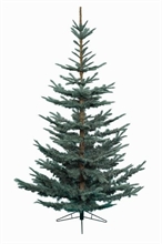 ALBERO NOBILIS FIR BLUE 1147 RAMI D. 147CM 21CM