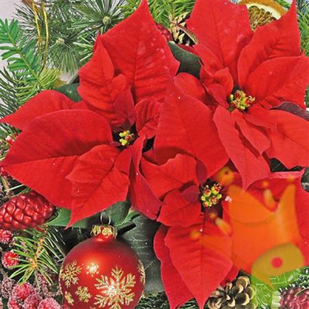 TOVAGLIOLI 33X3 3STELLA DI NATALE 20PZ