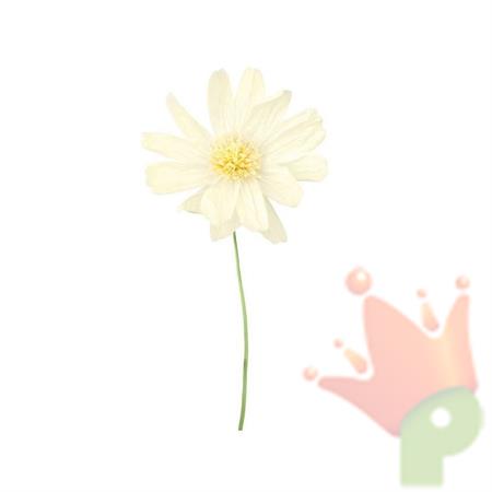 FIORE IN CARTA CON STELO BIANCO 40X110 CM