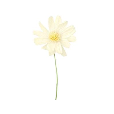 FIORE IN CARTA CON STELO BIANCO 40X110 CM