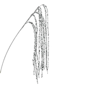 RAMO PENDENTE CON LUSTRINI ARGENTO H.65 CM