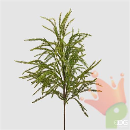 CRYPTOMERIA RAMO H.71 CM