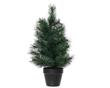 Canada spruce indoor