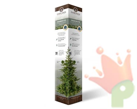 Presentation colomn es-it-po-no cardboard