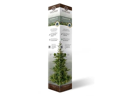 Presentation colomn es-it-po-no cardboard