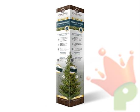 Presentation colomn es-it-po-no cardboard