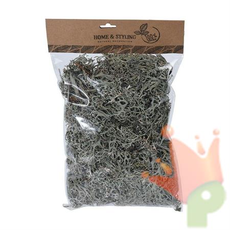 MUSCHIO GRIGIO 100GR