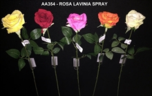 ROSA LAVINIA SPRAY