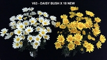 DAISY BUSH X18