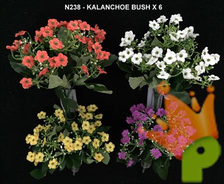 KALANCHOE BUSH X6