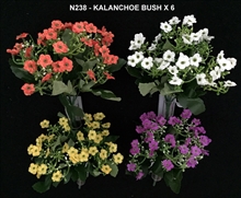 KALANCHOE BUSH X6