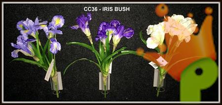 IRIS BUSH