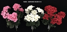 GERANIO BUSH X6