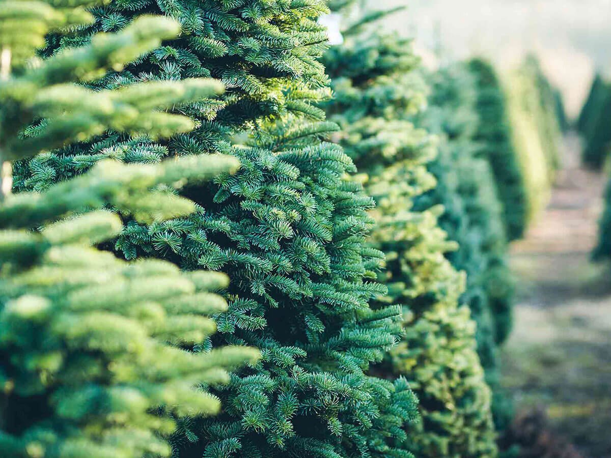 Alberi